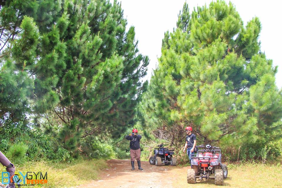 Pine Trees ATV Ride