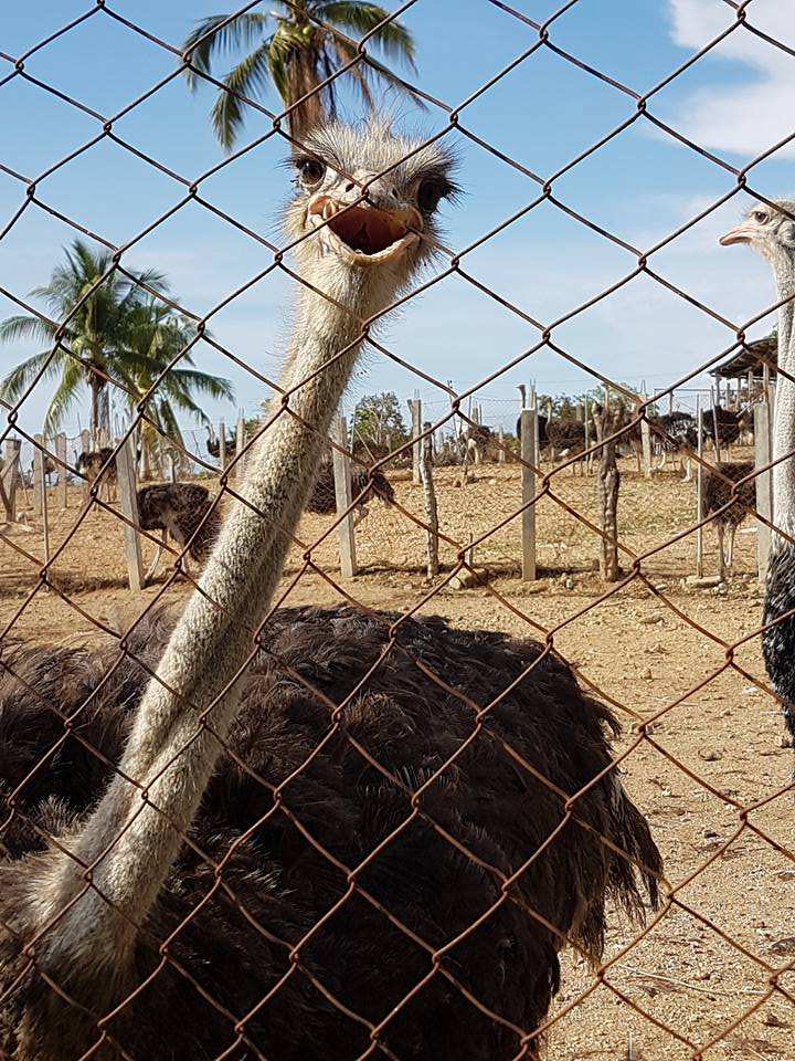 philippine ostrich and crocodile farm opol