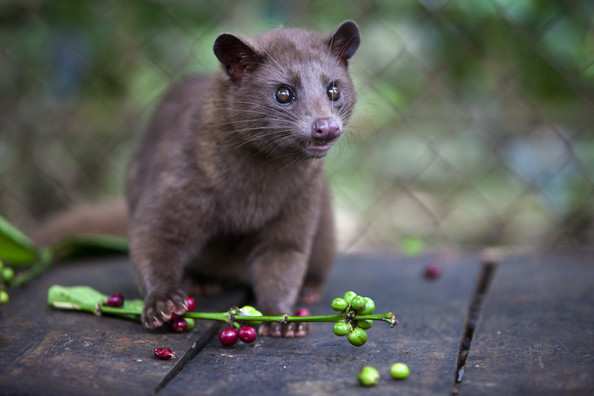 Civet Cat Image Source | www.forestlime.com