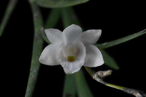 new orchid species Mindanao