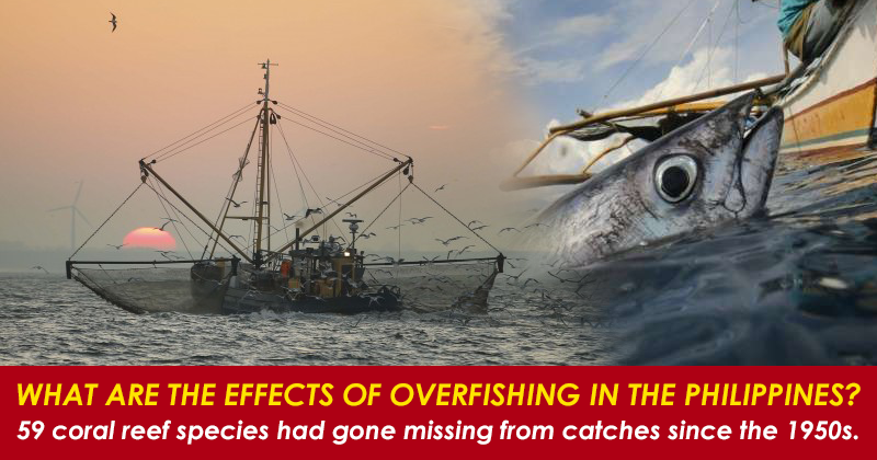 overfishing species