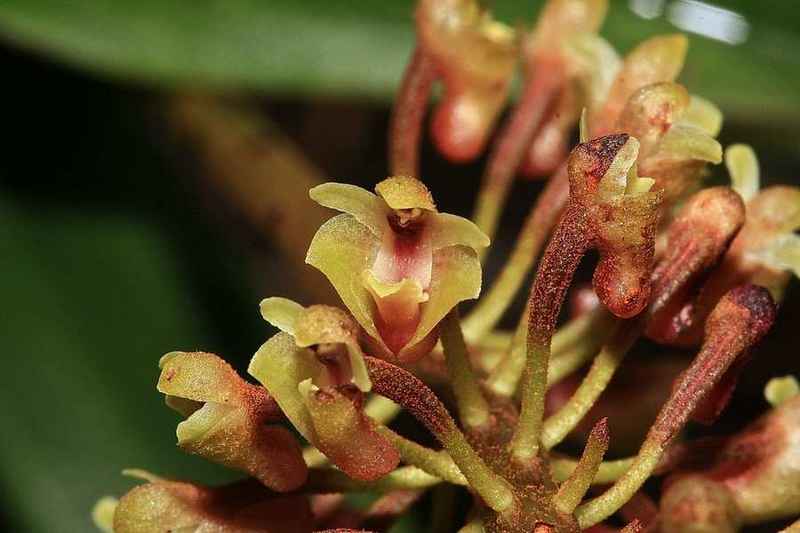 orchid species northern mindanao