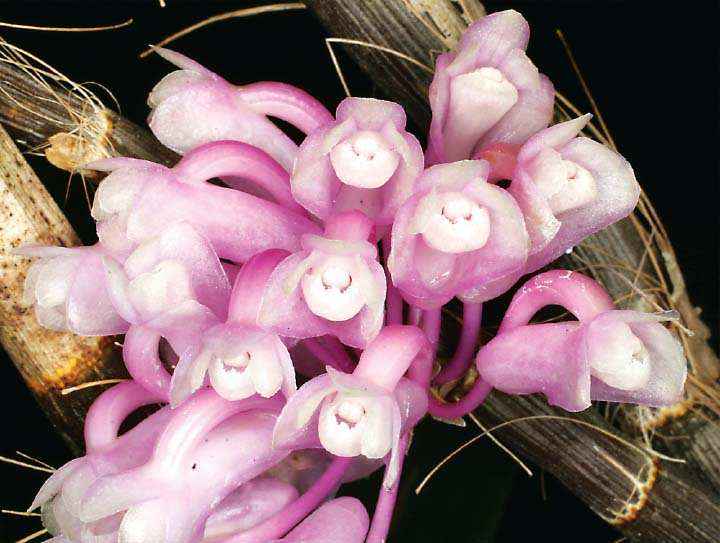 orchid species northern mindanao