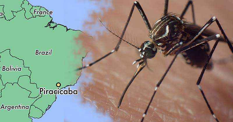 factory-bred mosquitoes brazil diseases