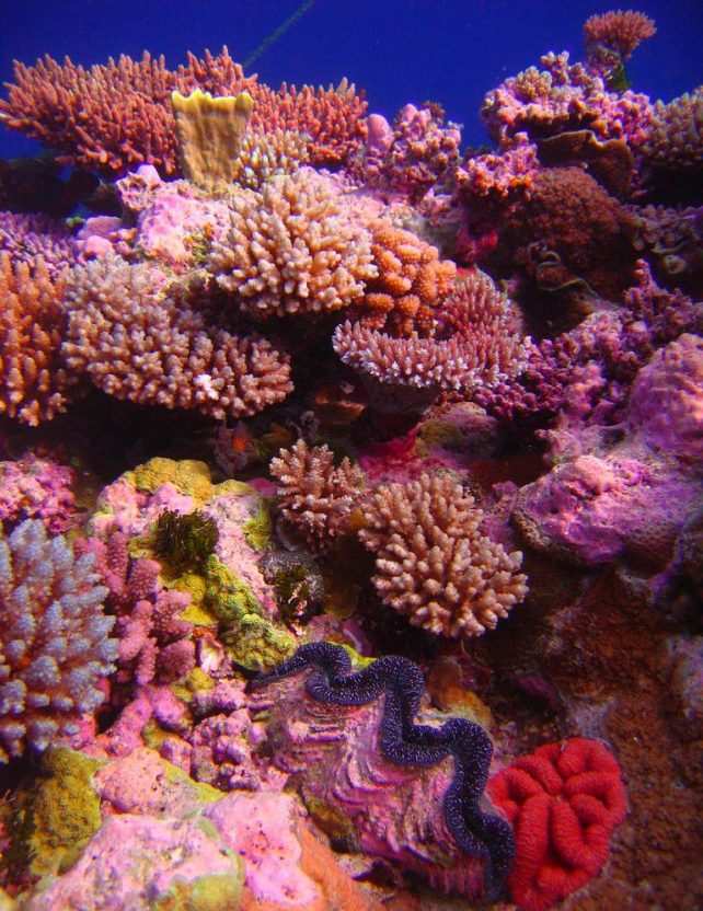 coral garden in camiguin