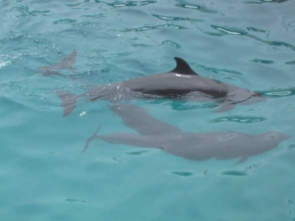 Experience Marine Life at Misamis Occidental Aqua Marine Park and Dolphin Island