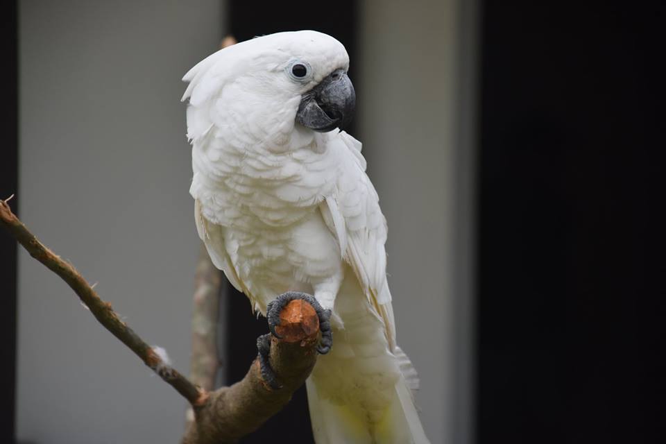 Bukidnon Provincial Zoo