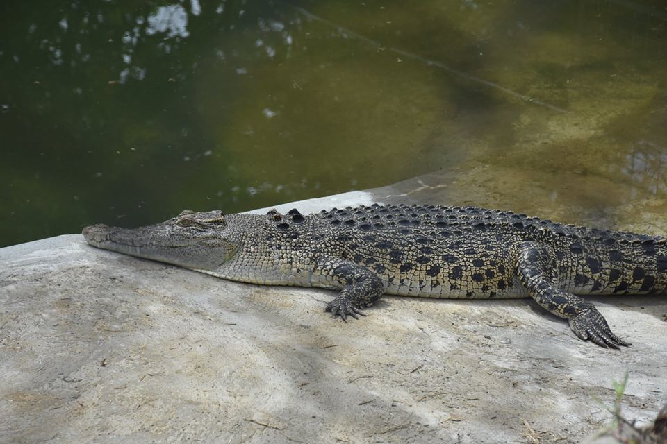 Bukidnon Provincial Zoo