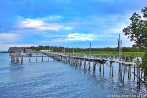 Boardwalk And Mangrove Eco-Park