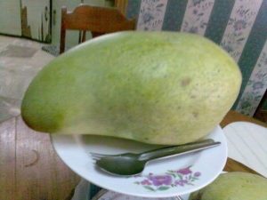 biggest mango