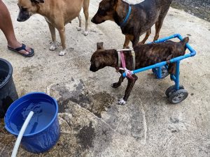 improvised wheelchair