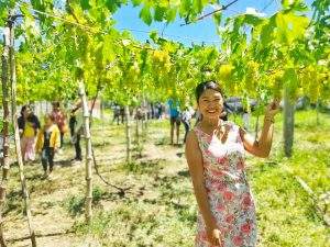 Grape Farm