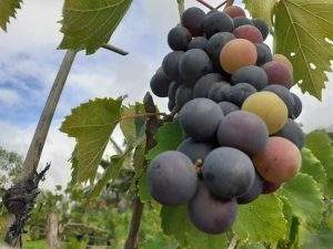 Grape Farm