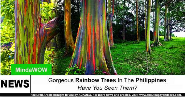 Gorgeous Rainbow Trees in The Philippines Have You Seen Them