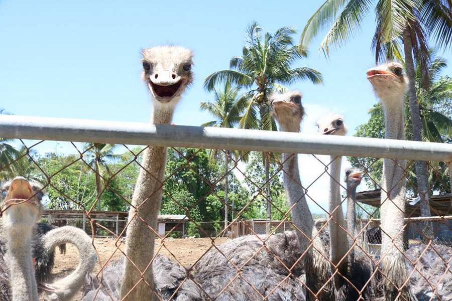 philippine ostrich and crocodile farm opol