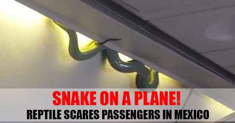 snake plane mexico