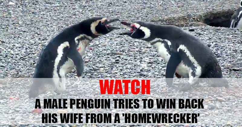 penguins battle national geographic channel