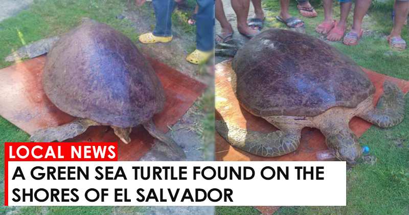 A Green Sea Turtle found on the shores of El Salvador