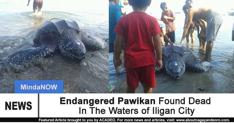 Endangered Pawikan