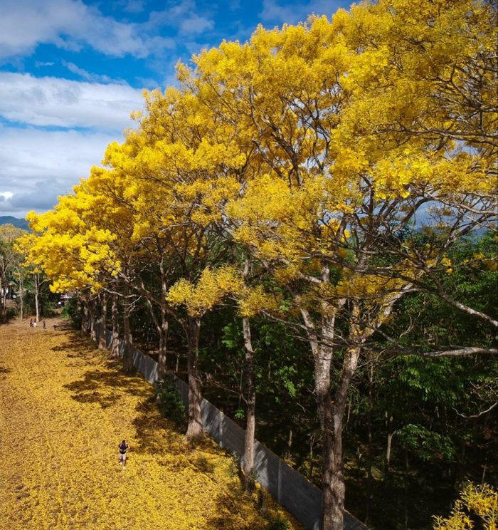 LOOK The Beautiful Golden Trumpet Trees Of Malaybalay, Bukidnon