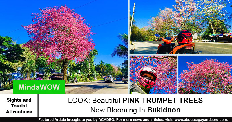 pink trumpet trees