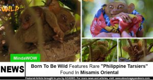 Philippine Tarsier