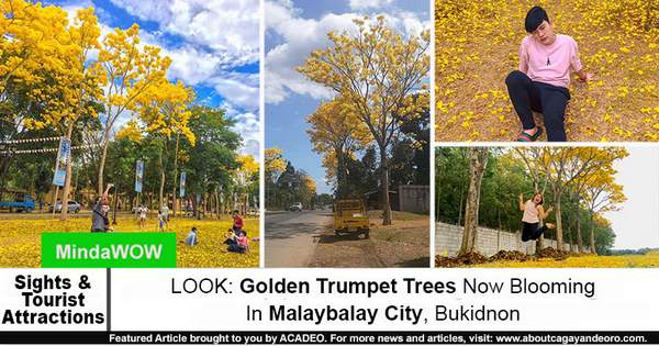 Golden Trumpet Trees