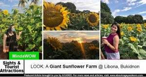 sunflower farm