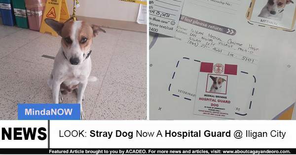 hospital guard dog