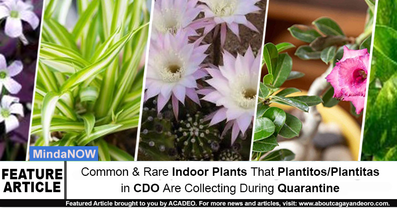 Common and Rare Indoor Plants That Plantitos/Plantitas in CDO are Collecting During Quarantine