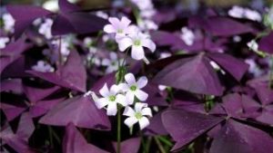 plantitas in cdo purple shamrock