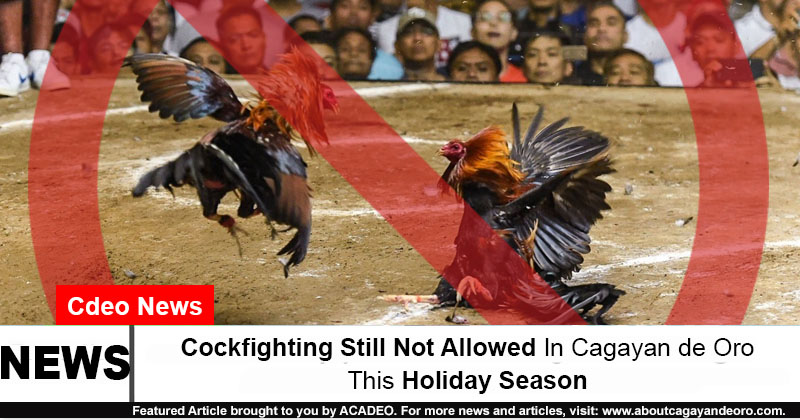 cockfighting