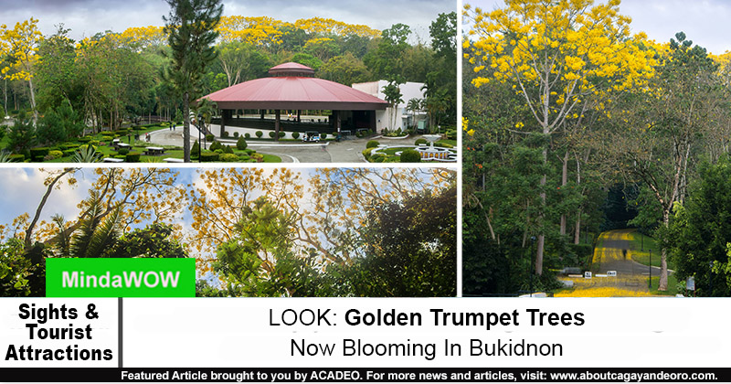 golden trumpet trees