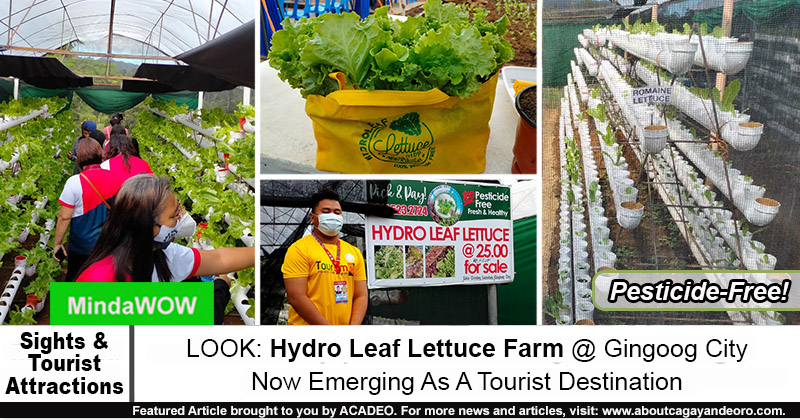 Hydro Leaf Lettuce Farm