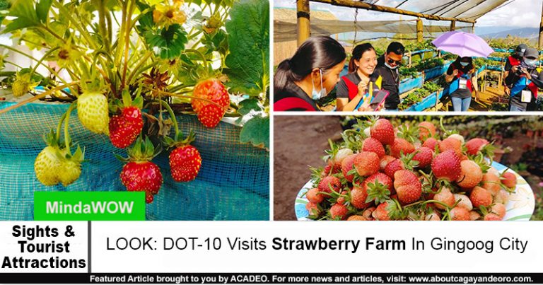 Strawberry Farm