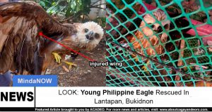 Philippine eagle