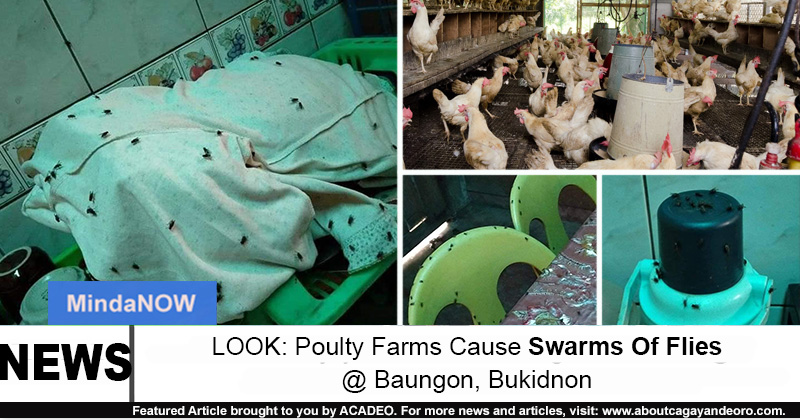 Poulty Farm