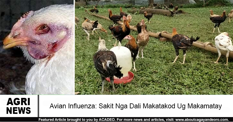 avian influenza panamox