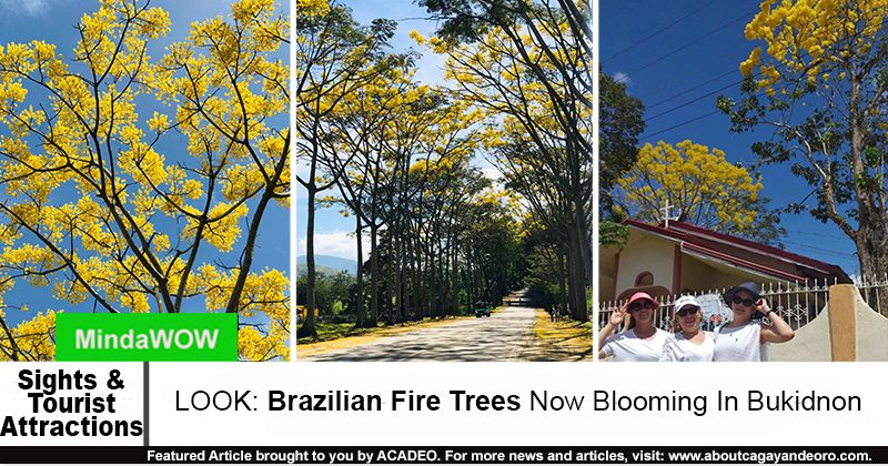 Brazilian Fire Tree